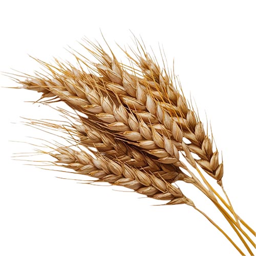 Wheat in Hari Nagar